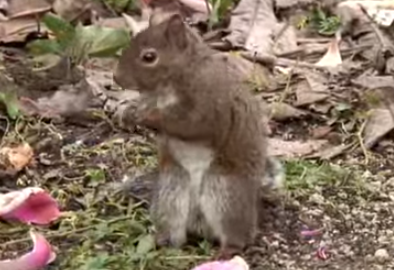 Canh hoa ha guc soc hinh anh