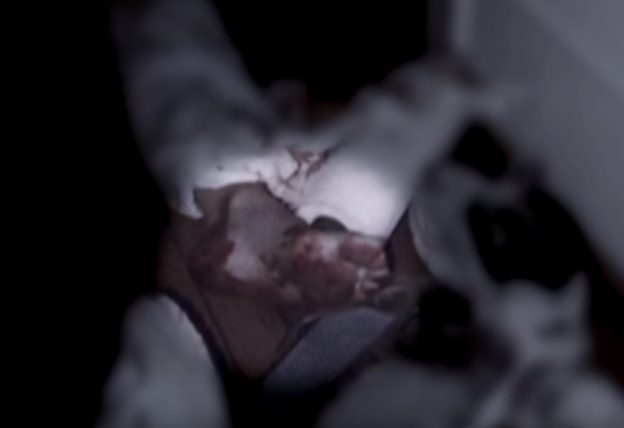 cai chet cua nu pho chu tich anh 8