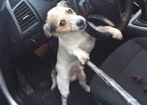 Cho chup anh, bua tiec noi giua be boi hinh anh