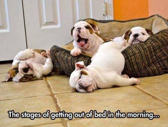 Chùm ảnh hài về chó và mèo ảnh 2 Chum anh hai ve cho va meo anh 2