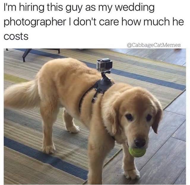 Chùm ảnh hài về chó và mèo ảnh 4 Chum anh hai ve cho va meo anh 4