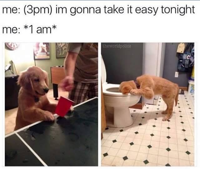 Chùm ảnh hài về chó và mèo ảnh 5 Chum anh hai ve cho va meo anh 5