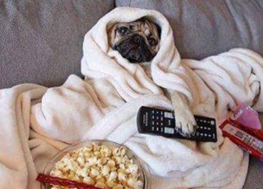 Chum anh ngo nghinh ve cho, meo tren Facebook hinh anh