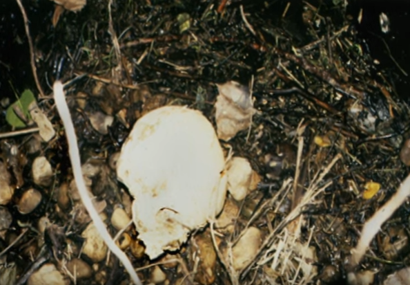 Truy tim ke giet nguoi anh 2