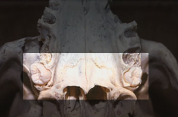 Giet ban gai roi phi tang xac anh 1