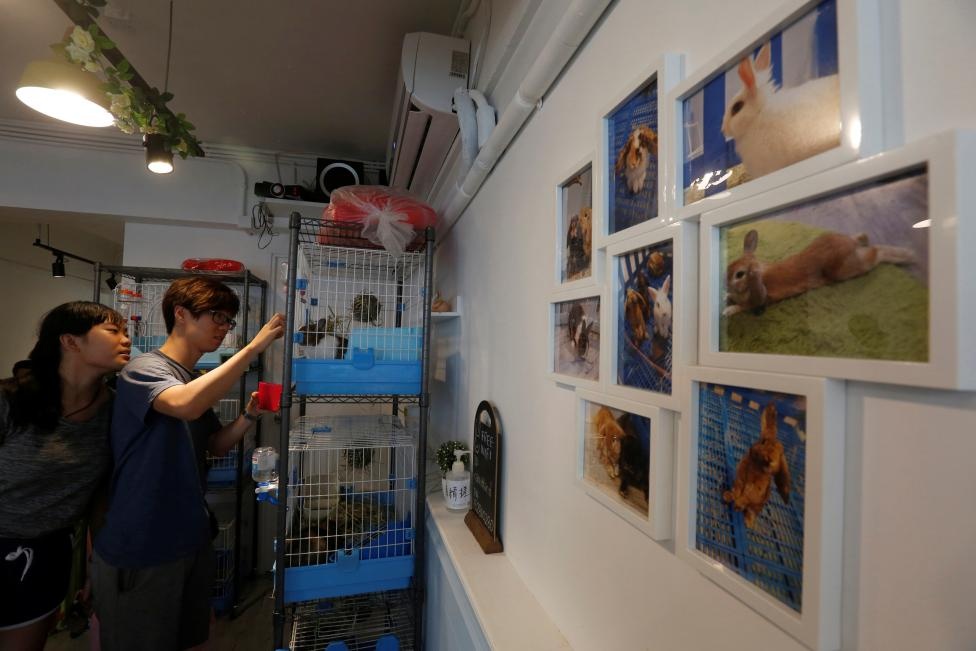 quán cà phê thỏ ở Hong Kong ảnh 6 quan ca phe tho o Hong Kong anh 6