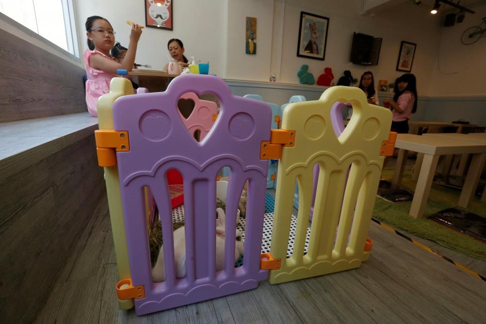 quán cà phê thỏ ở Hong Kong ảnh 8 quan ca phe tho o Hong Kong anh 8