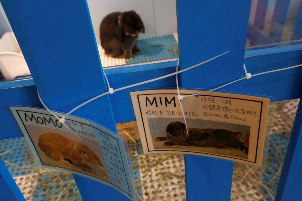 quán cà phê thỏ ở Hong Kong ảnh 9 quan ca phe tho o Hong Kong anh 9