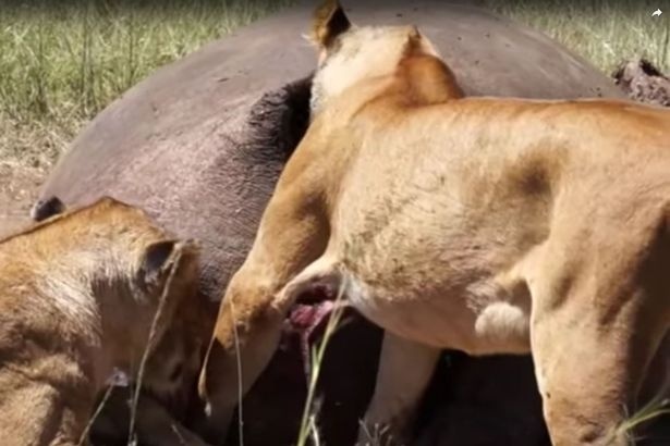 Mac ket trong hau mon vi tham an hinh anh