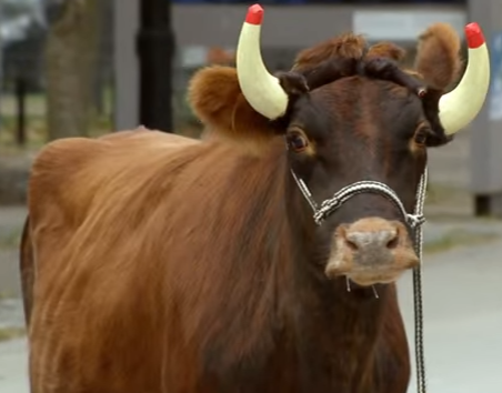 Canh sat hoang hot vi bo tot hinh anh