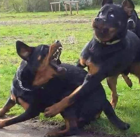 anh hai tren Facebook anh 5