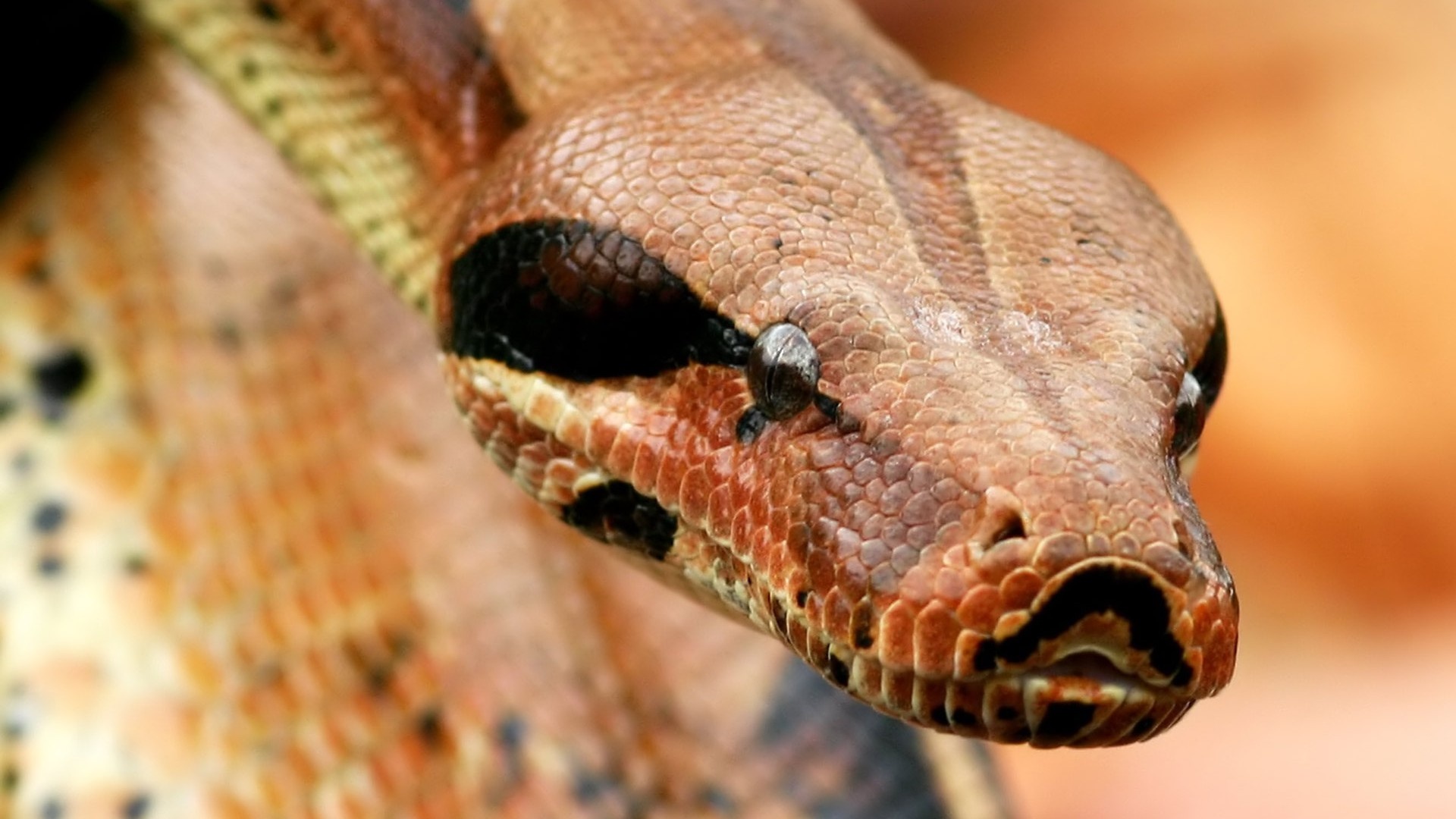 Tran chet vi dop nguc co gai hinh anh