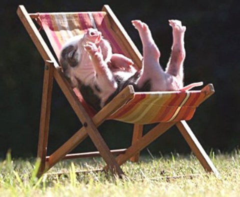 Meo dem ngon chan lon duc hinh anh