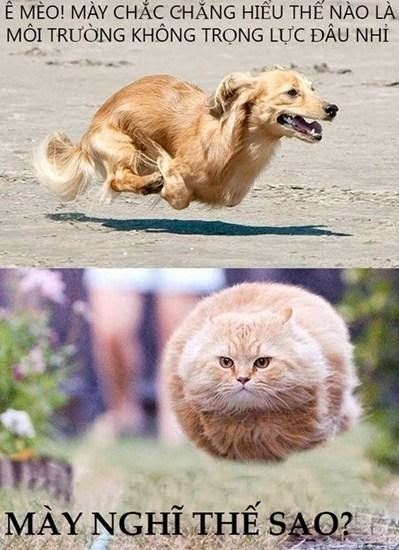 dong vat biet noi anh 6