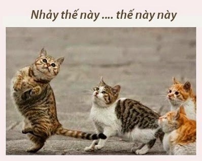 dong vat biet noi anh 7