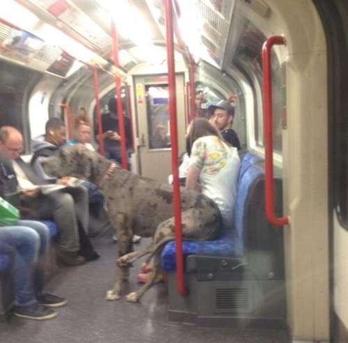 tinh huong kho tin tren tau dien anh 8