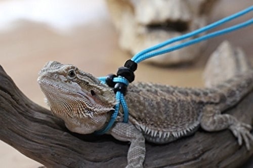 Loat anh hang hoa ky cuc hinh anh