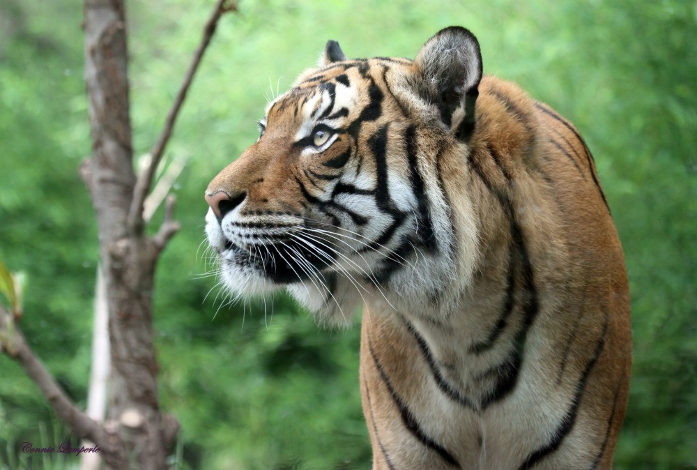 Tao chi can chay nhanh hon may hinh anh