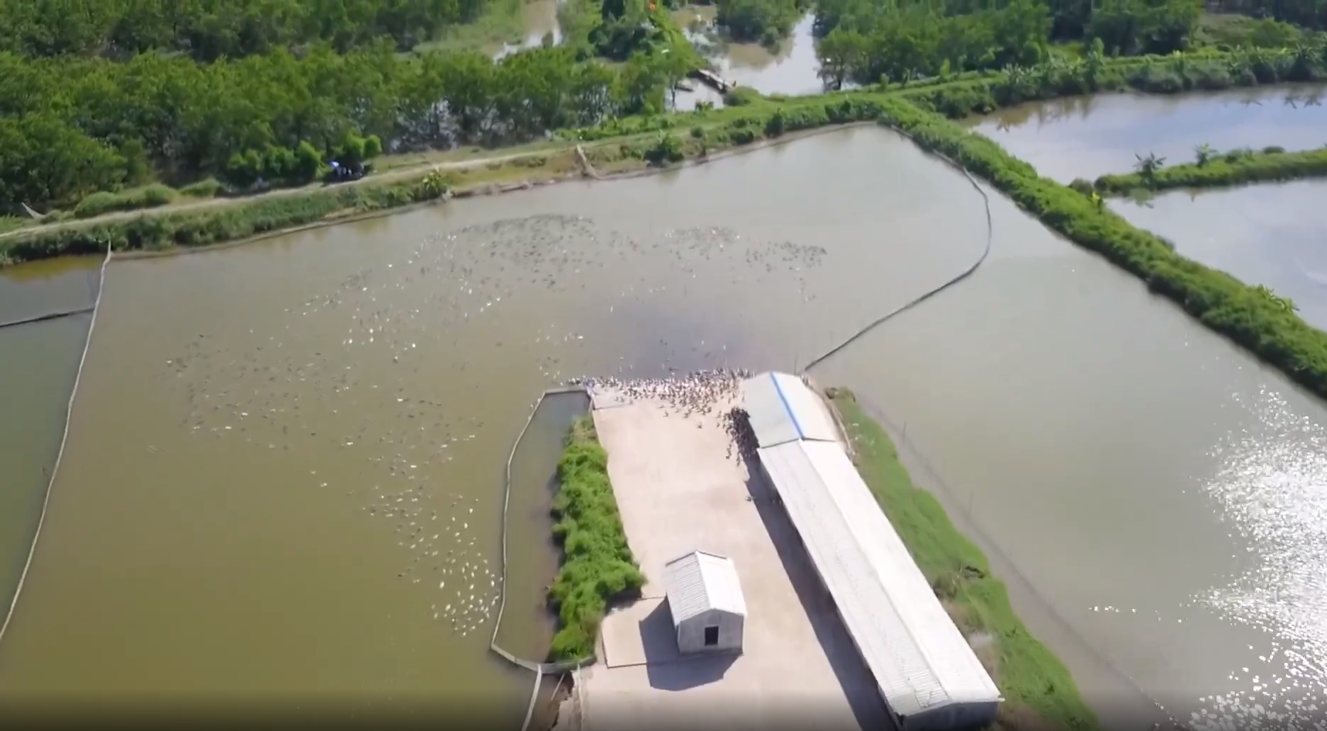 Nguon loi kinh te tu mo hinh nuoi vit bien anh 2