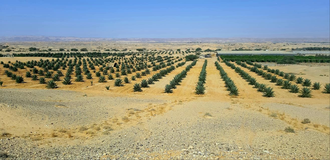 Tu nghiep sinh nguoi Viet thu hoach dua hau tai Isarel anh 2