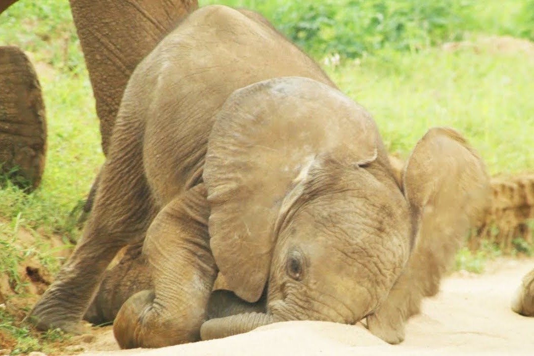 Voi con tap di ngay sau khi chao doi hinh anh