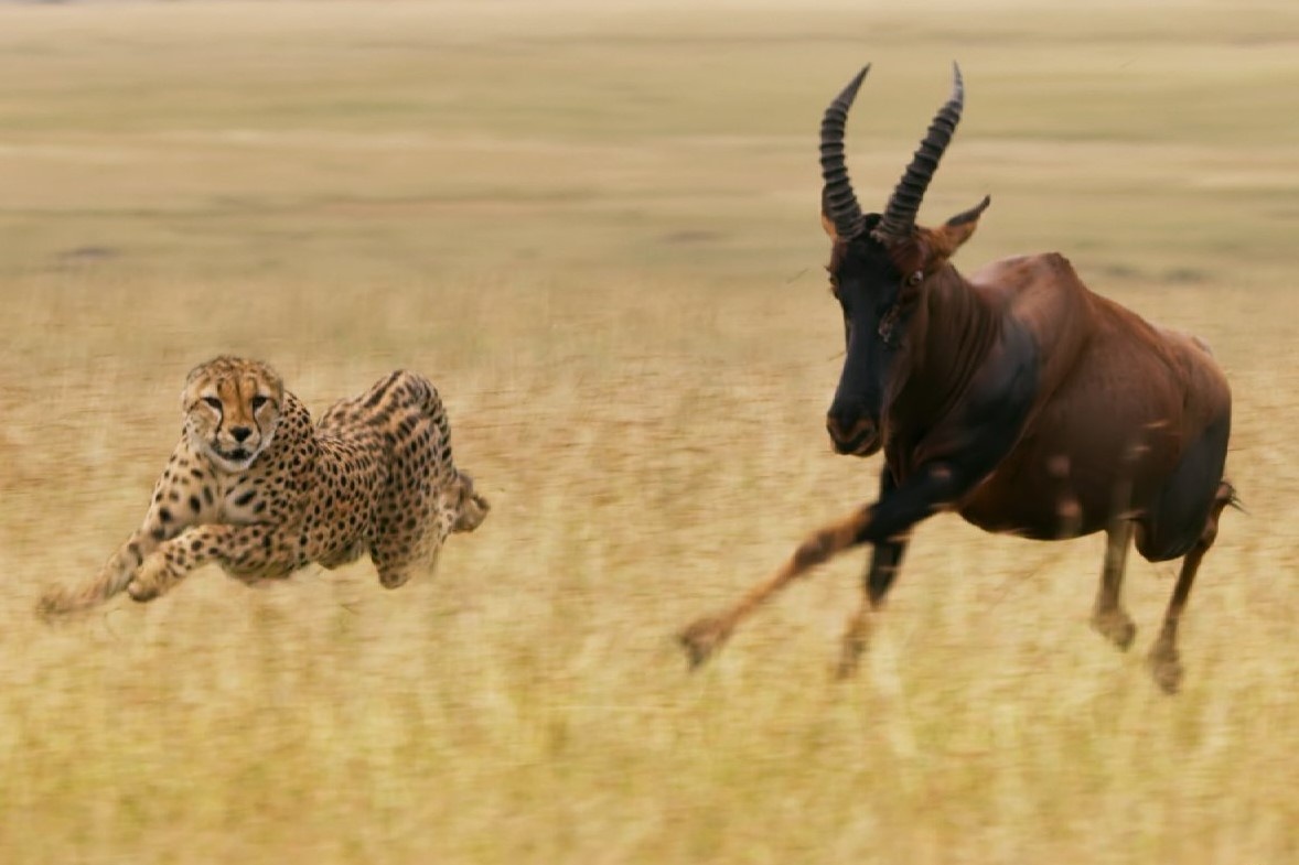 Bay bao san phoi hop de ha guc linh duong hinh anh