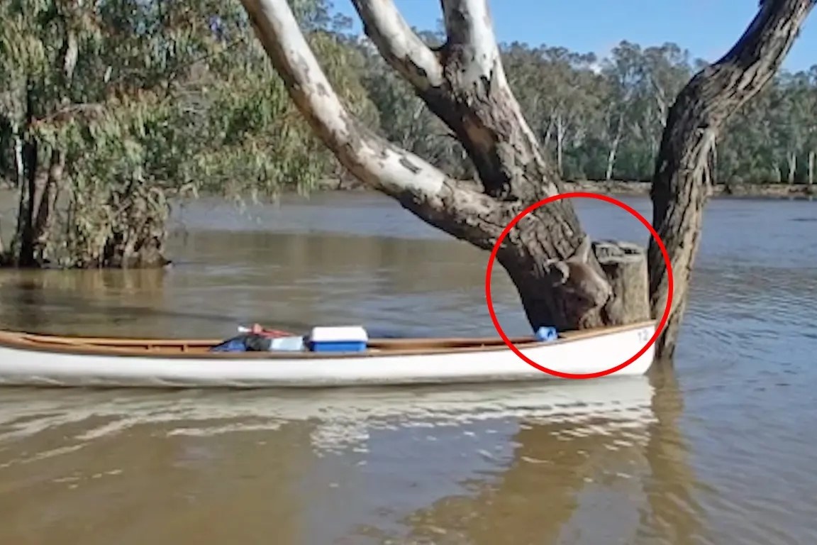 Giai cuu thanh cong gau tui mac ket giua dong nuoc hinh anh