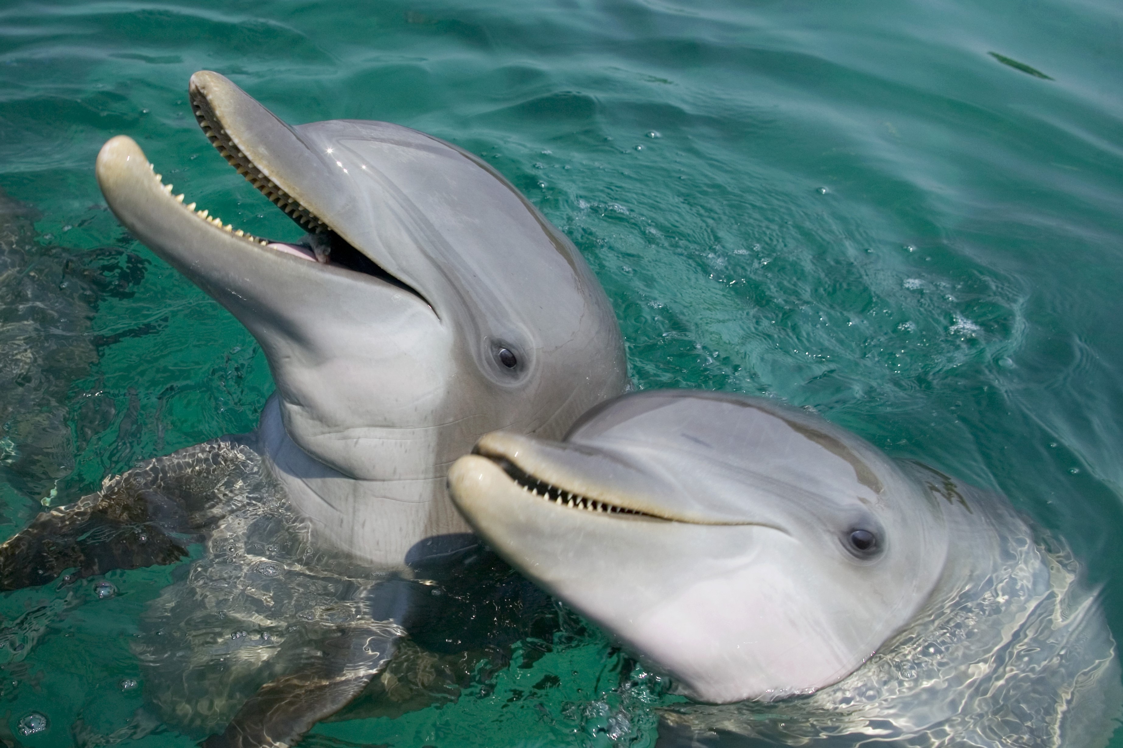 Cach san moi cua loai ca heo thong minh nhat hanh tinh hinh anh