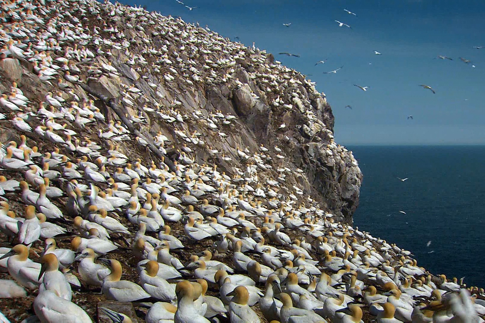 Hon dao voi hon 150.000 con chim dien sinh song hinh anh