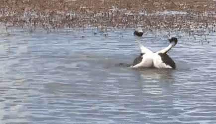 Vu dieu tan tinh cua loai chim hiem o Nam My hinh anh