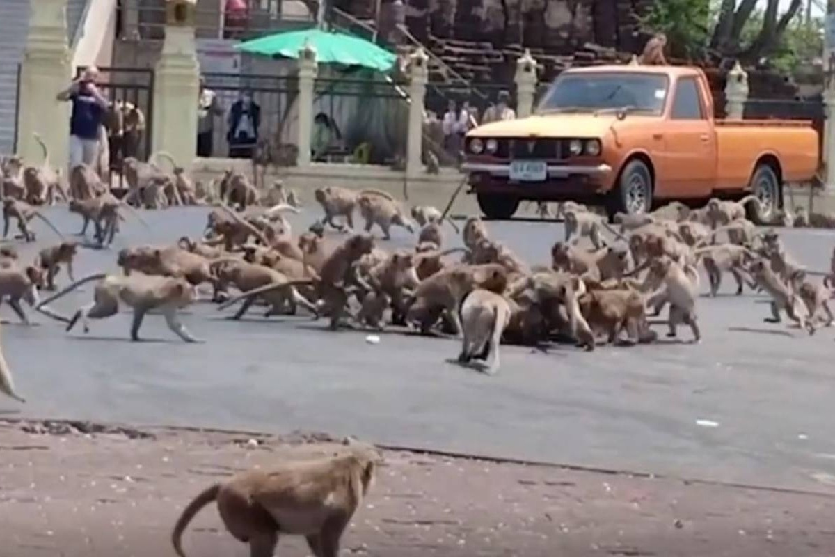 Hang tram con khi tran xuong duong kiem an o Thai Lan hinh anh