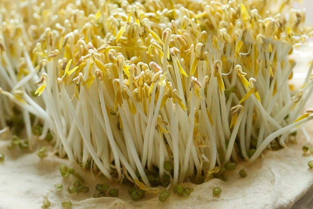 Huong dan trong gia do sach, than to ngay tai nha hinh anh