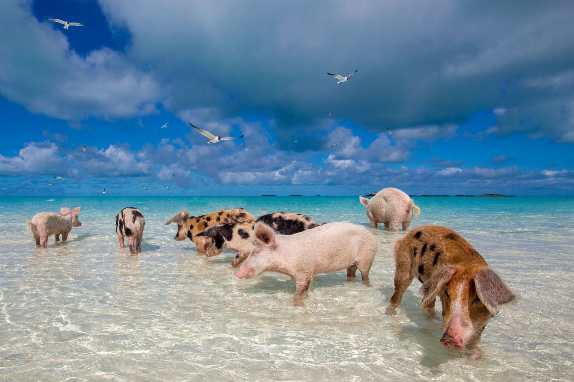 Hon dao khong nguoi o, chi co lon hoang hinh anh