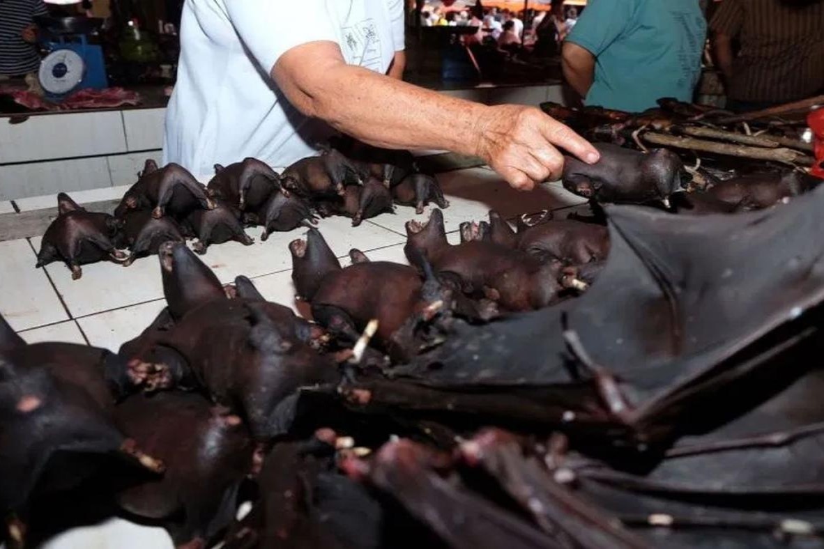 Indonesia thieu huy hang tram con doi hinh anh