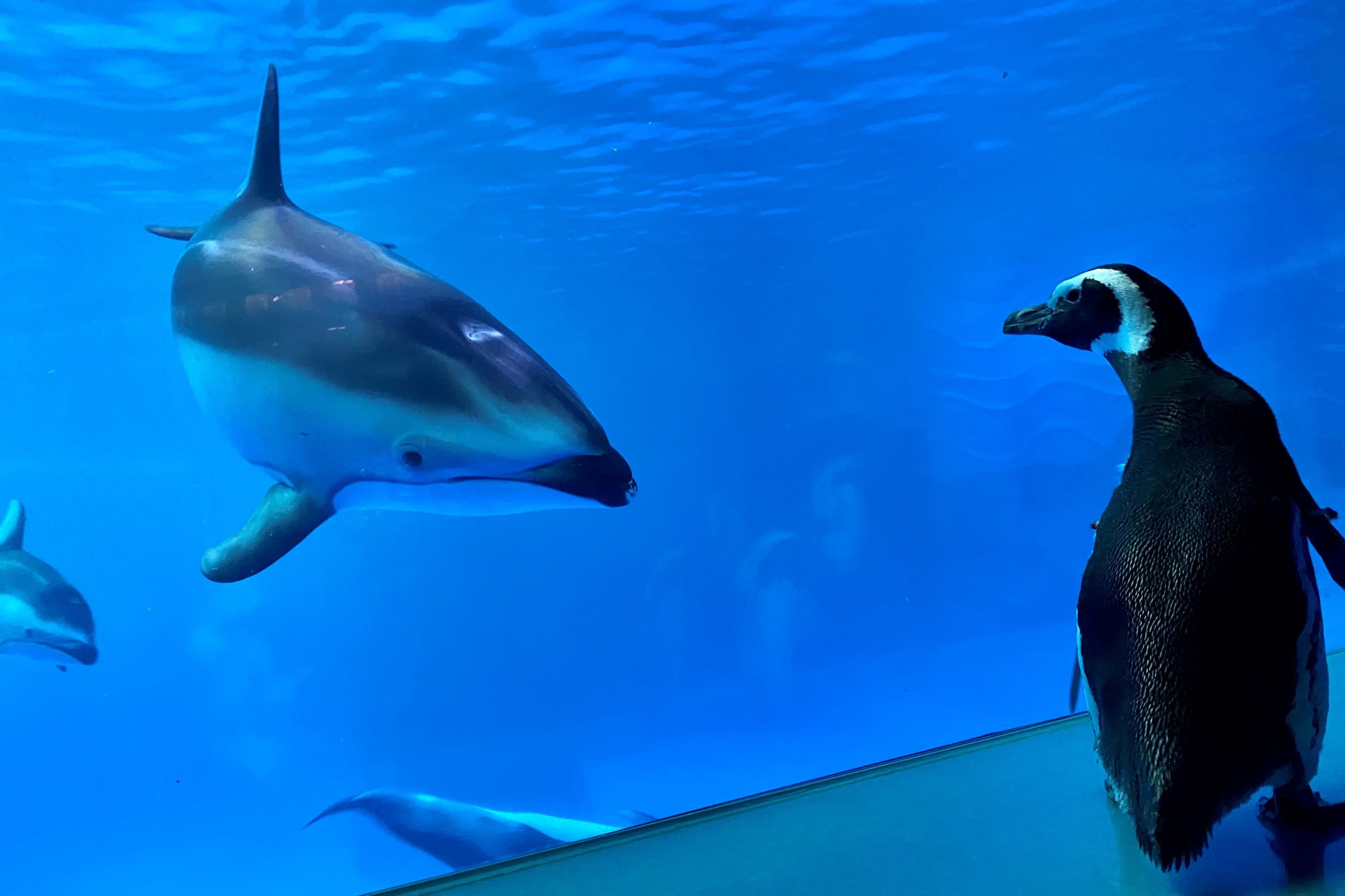 Thieu vang du khach, chim canh cut tiep quan thuy cung hinh anh