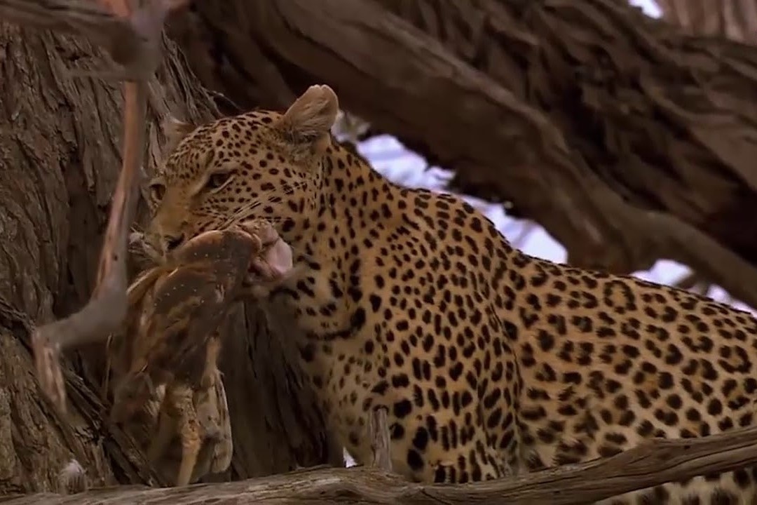 Bao hoa mai can nat than cay, lay mang cu hinh anh