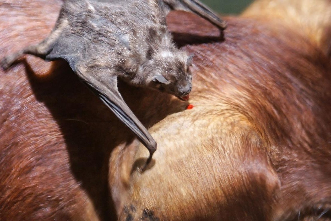 Vi sao doi quy hut mau trong 30 phut ma khong bi phat hien? hinh anh