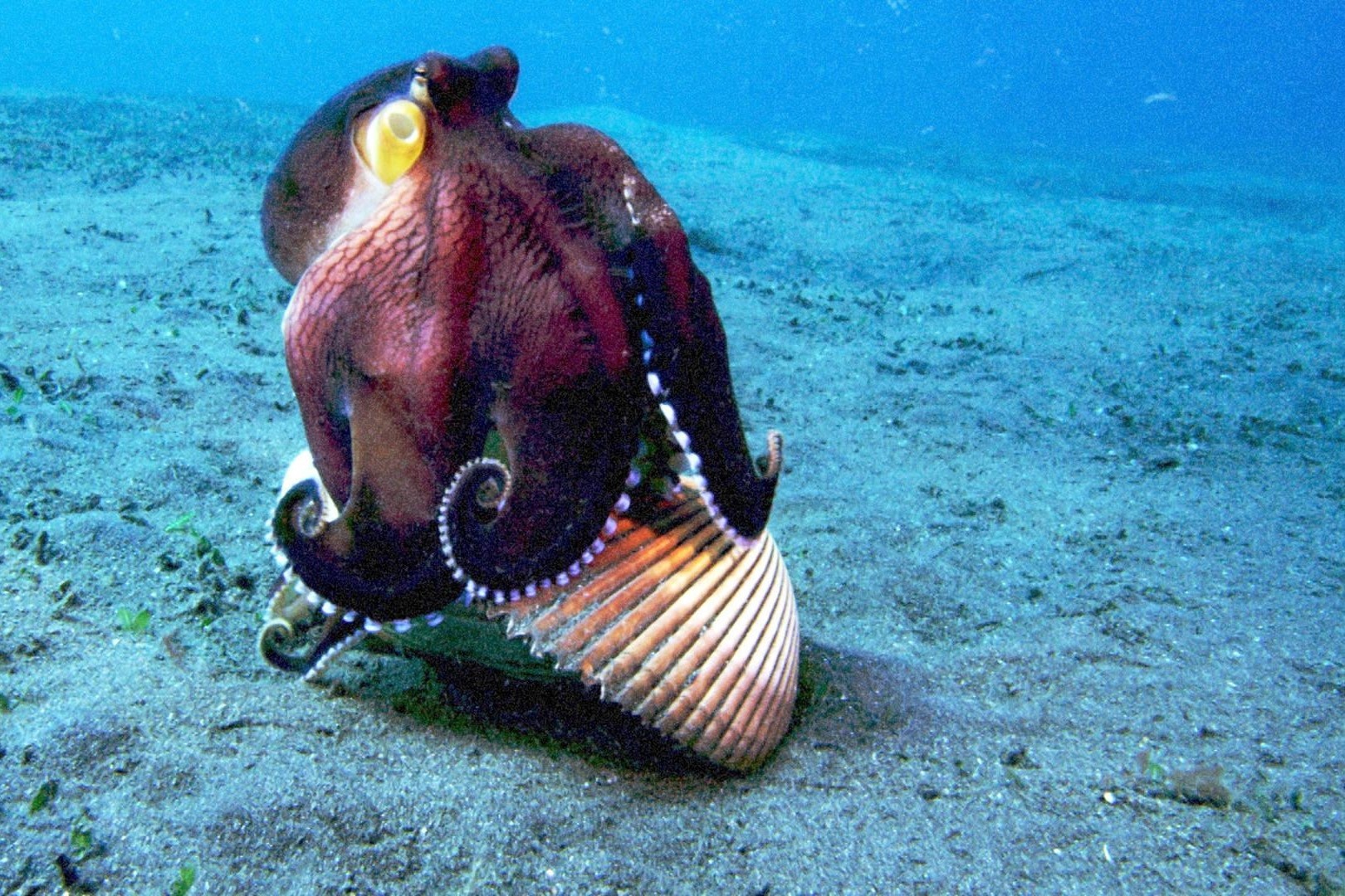 Loai bach tuoc biet su dung cong cu de san moi hinh anh