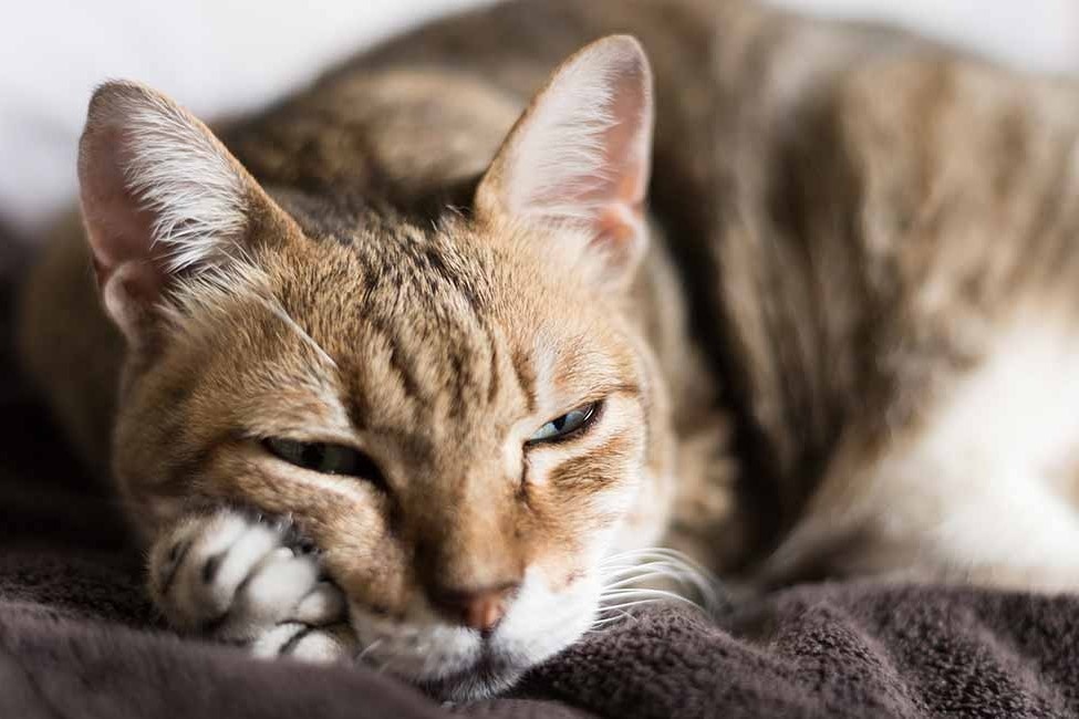 Se ra sao neu loai meo bi xoa so khoi Trai Dat? hinh anh