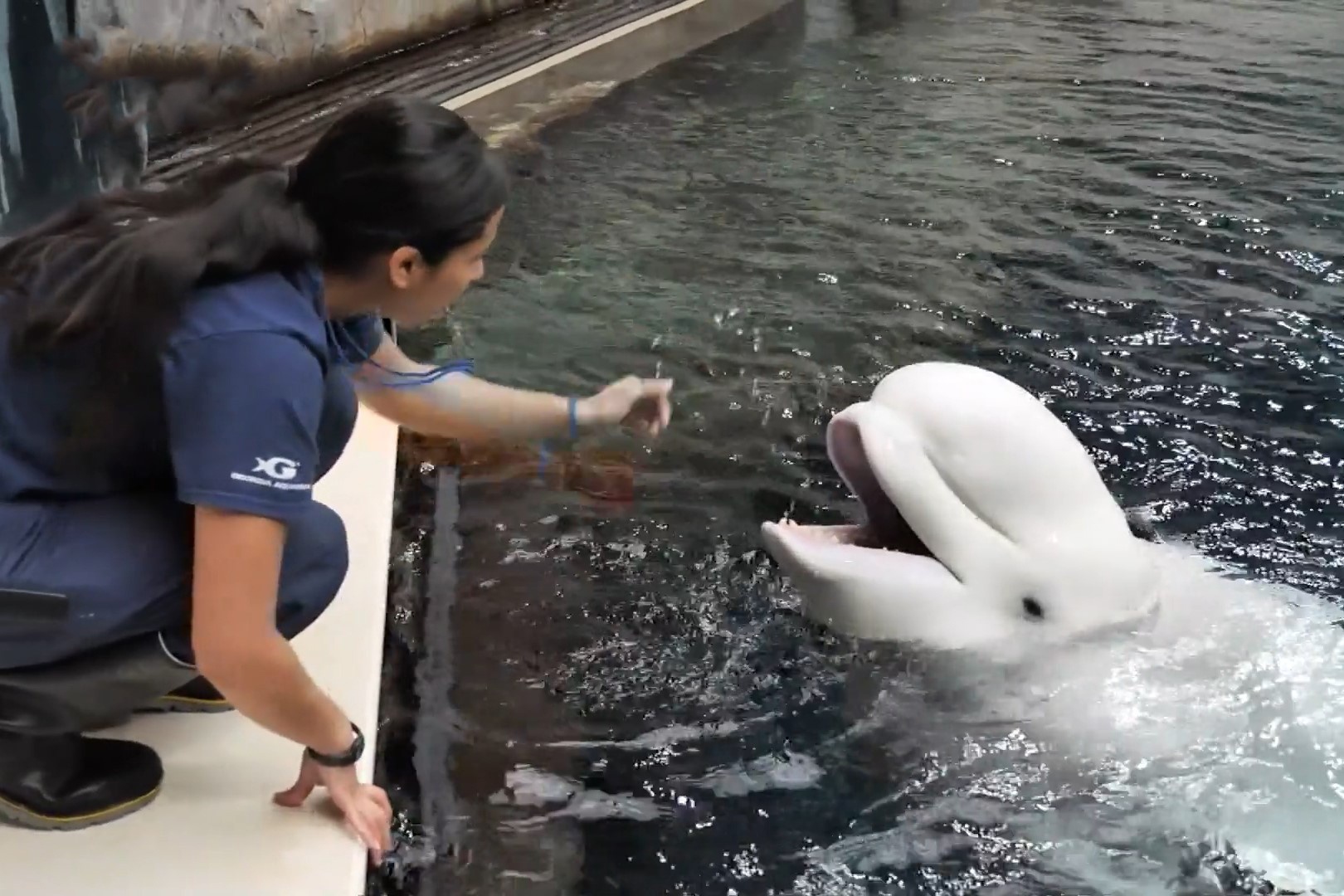 So thu va thuy cung doi pho voi dich benh nhu the nao? hinh anh