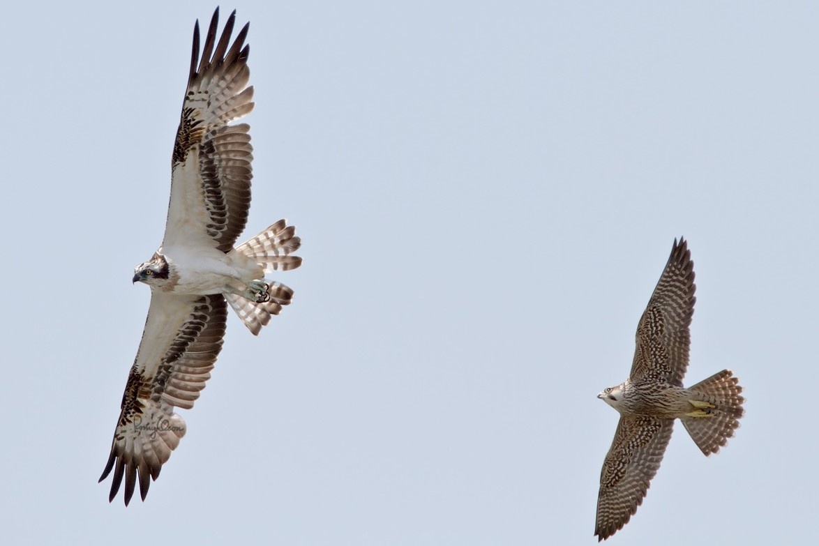 Cat lon no luc cuop con moi tu tay o ca hinh anh