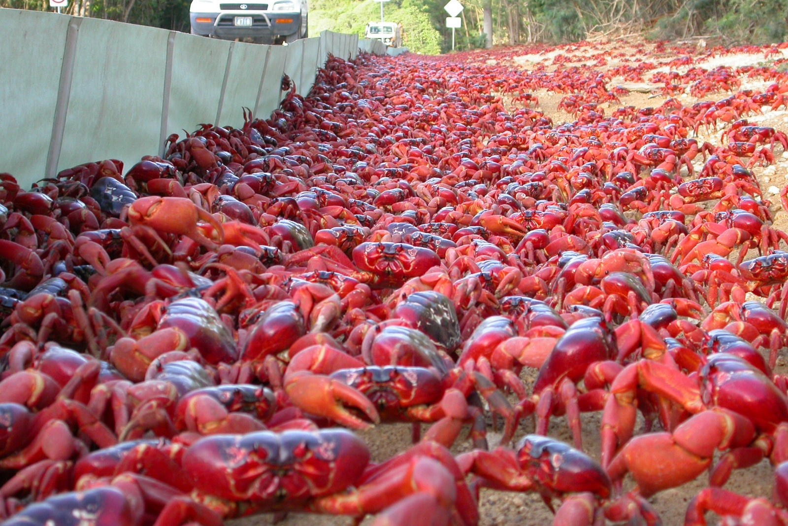Hang trieu con cua do de trung tren vinh con Heo hinh anh