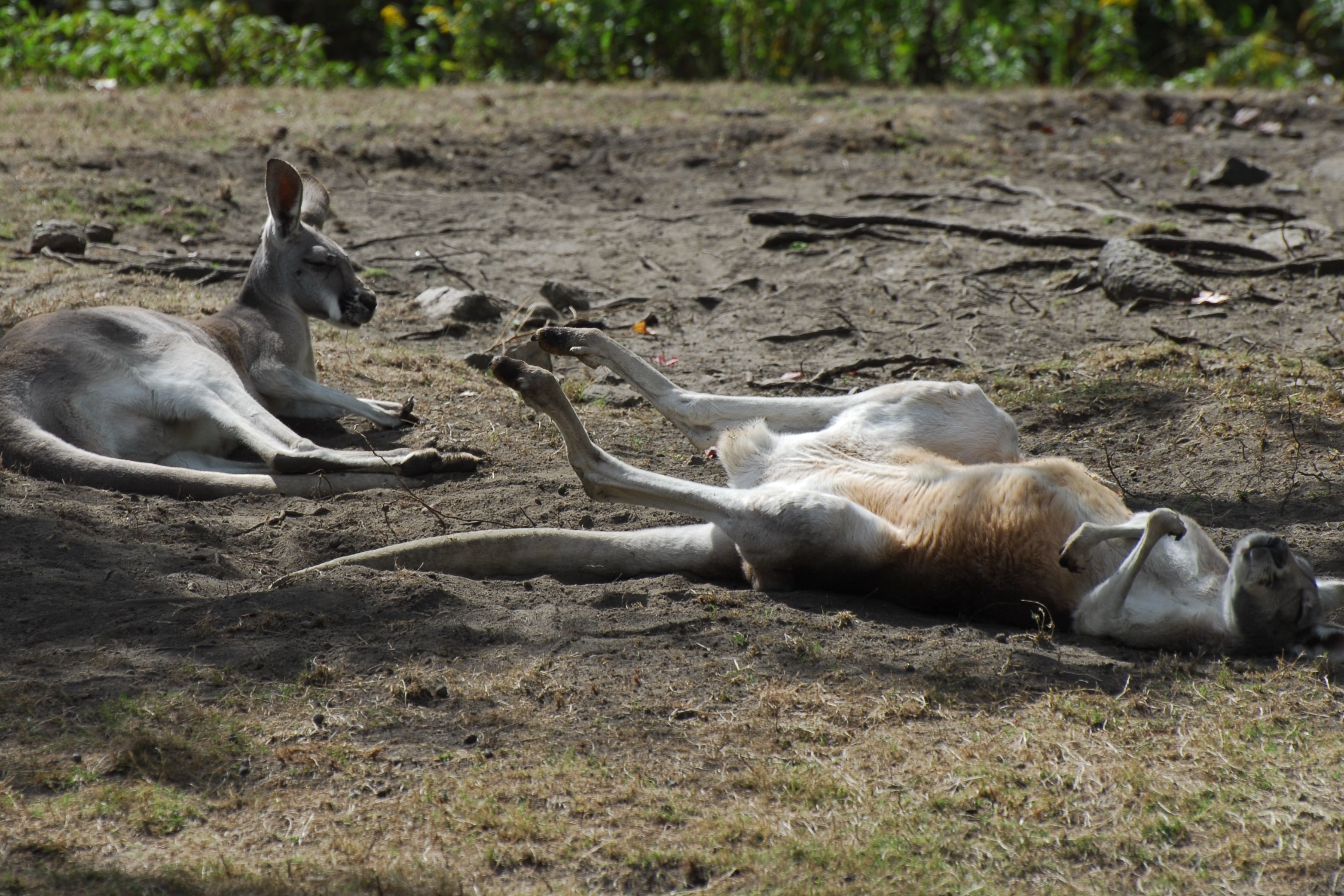 Doc to co hoang yen co the giet chet kangaroo hinh anh