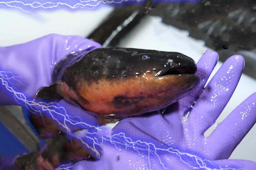 Dau bep mo bung ca chinh minh day dien hinh anh