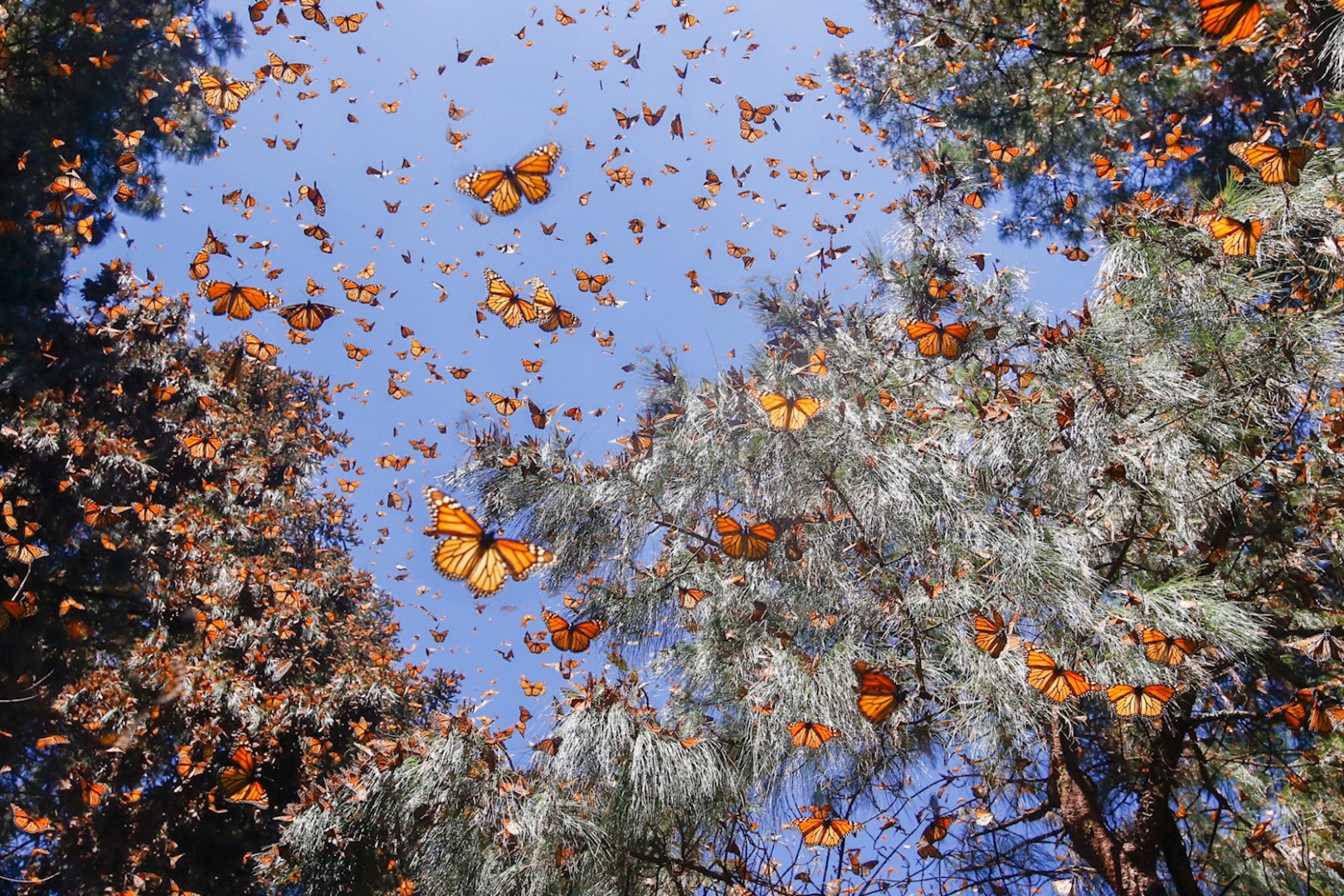 Dan buom chua hang trieu con phu kin khu rung o Mexico hinh anh