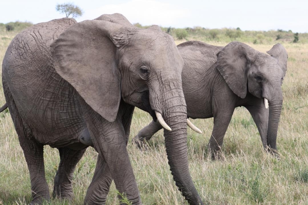 Vi sao loai voi khong biet nhay? hinh anh