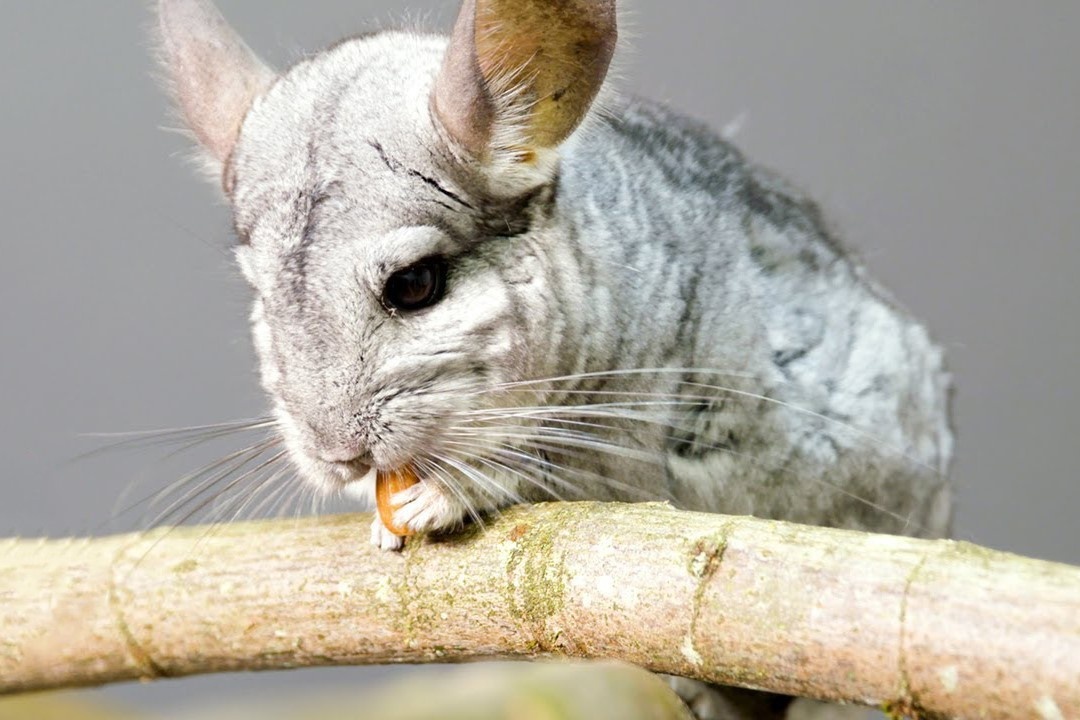 Loai soc sin-sin dung truoc bo vuc tuyet chung hinh anh