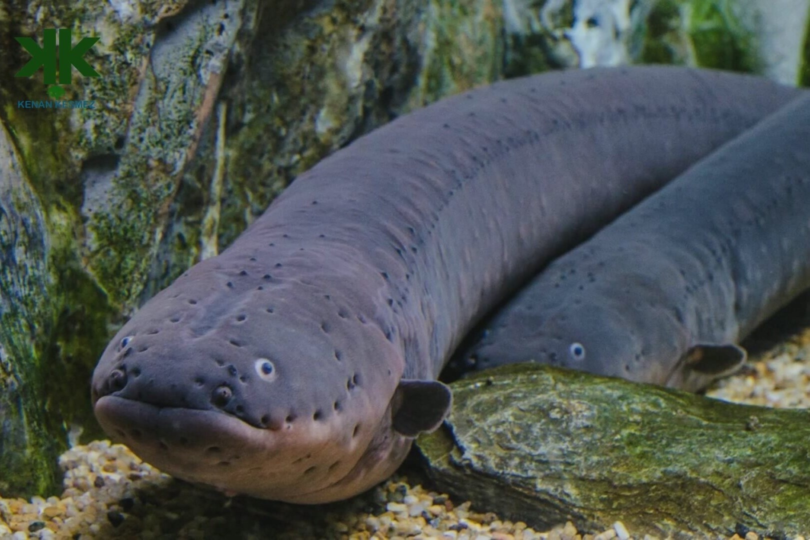 Luc dia nao la nha cua luon dien? hinh anh