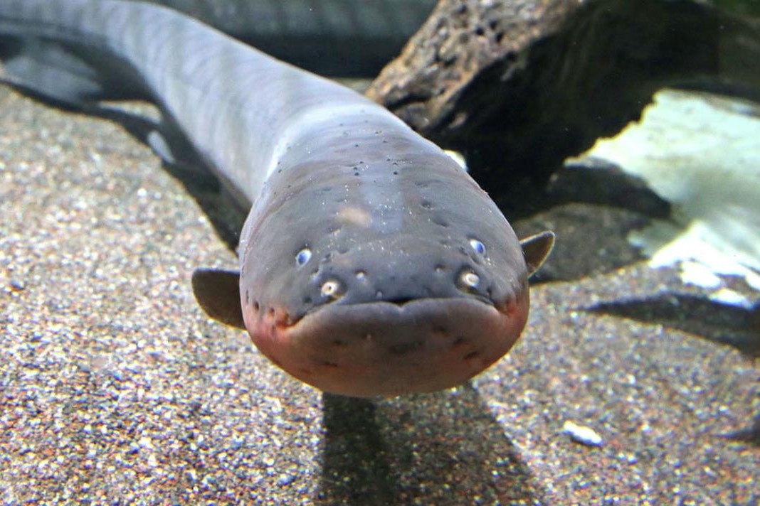 loai luon biet phong dien anh 7