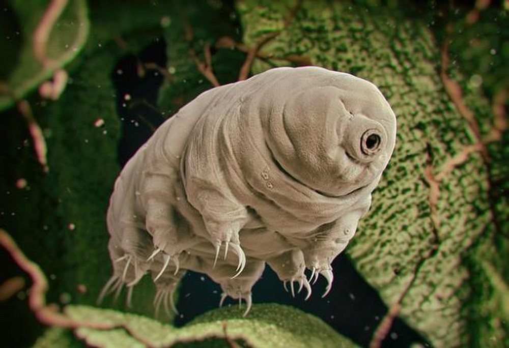 Loai dong vat co biet danh bat tu, song 30 nam khong can an hinh anh